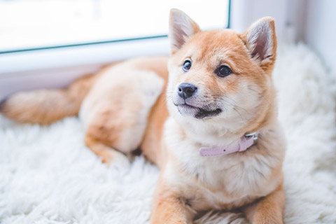 犬1