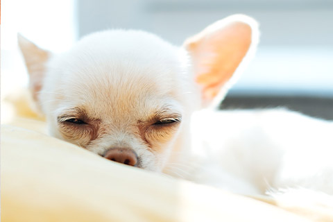 犬2