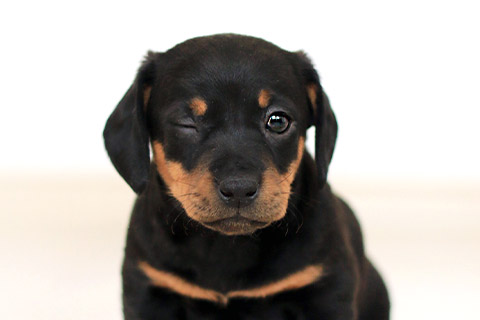 犬3