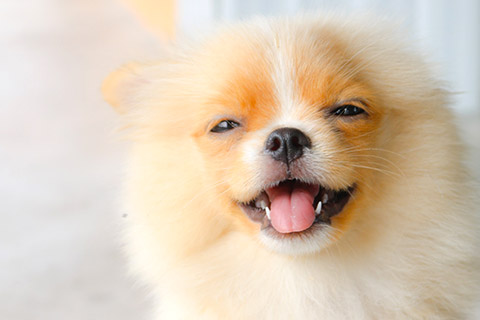 犬4