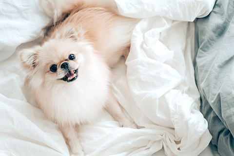 犬5