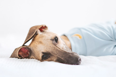 犬6