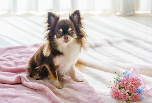 犬の写真１